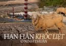 Tận mắt thấy những đàn cừu Ninh Thuận chết khô, hồ nước trơ đáy, nứt nẻ trong hạn hán khốc liệt miền Trung