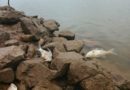 Cá chết bất thường trên sông Đáy, trôi dạt vào bờ